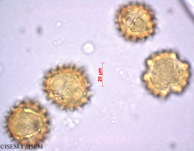 ISEM 1/Carduus_bourgaeanus_27861/Carduus_bourgaeanus_27861_0001(copy)_thumb.jpg